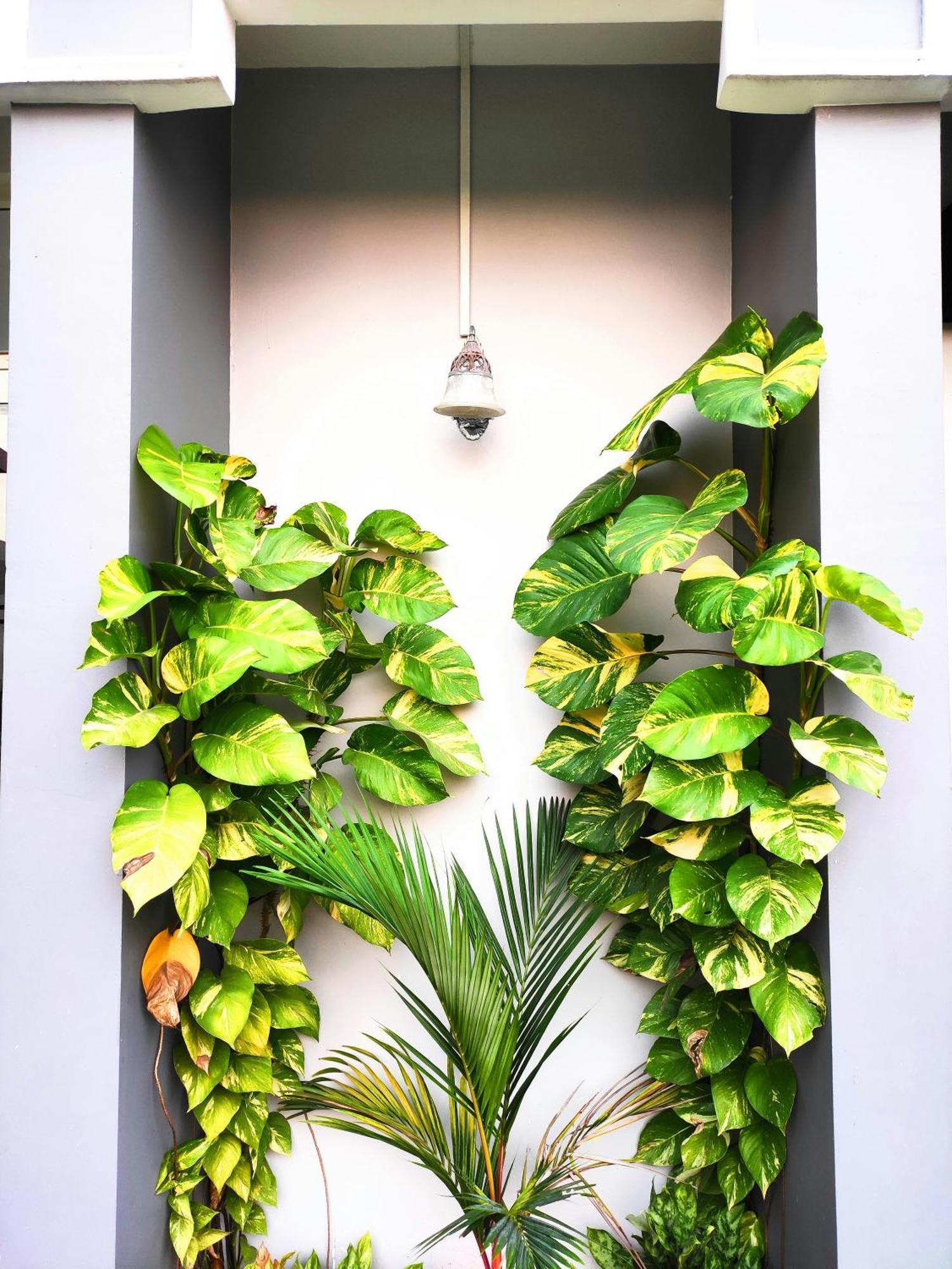 Mango Tree Villa Kochi المظهر الخارجي الصورة